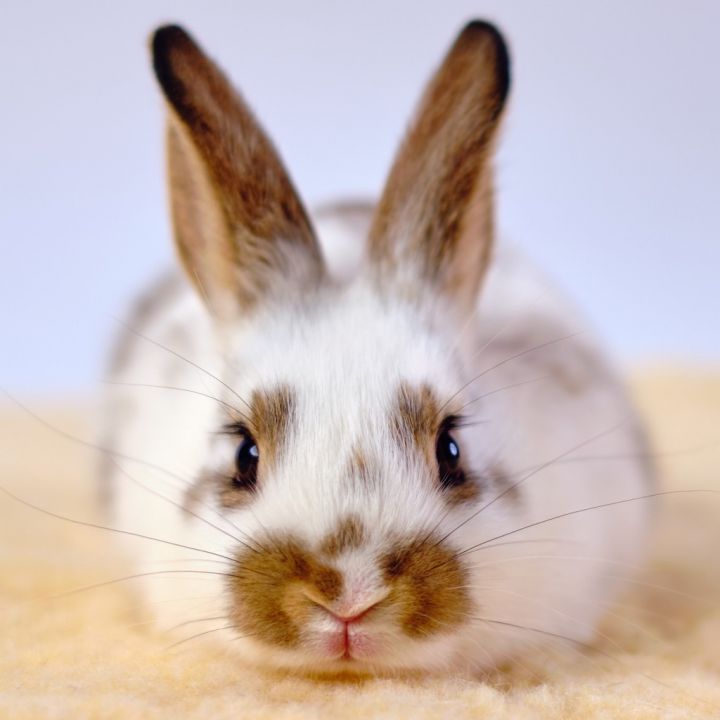 Ramona / Cleary, an adoptable Bunny Rabbit in San Francisco, CA_image-2