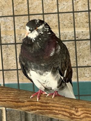 Sylvie is a beautiful black and white speckled bird with shimmers of purple She