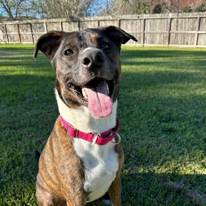Duke 5