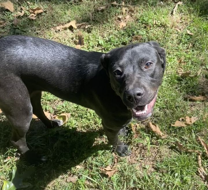 Quartz, an adoptable Labrador Retriever & Pit Bull Terrier Mix in Tuscaloosa, AL_image-2