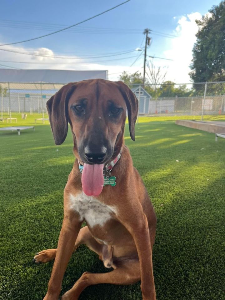 Duncan, an adoptable Redbone Coonhound & Beagle Mix in Charlotte, NC_image-4