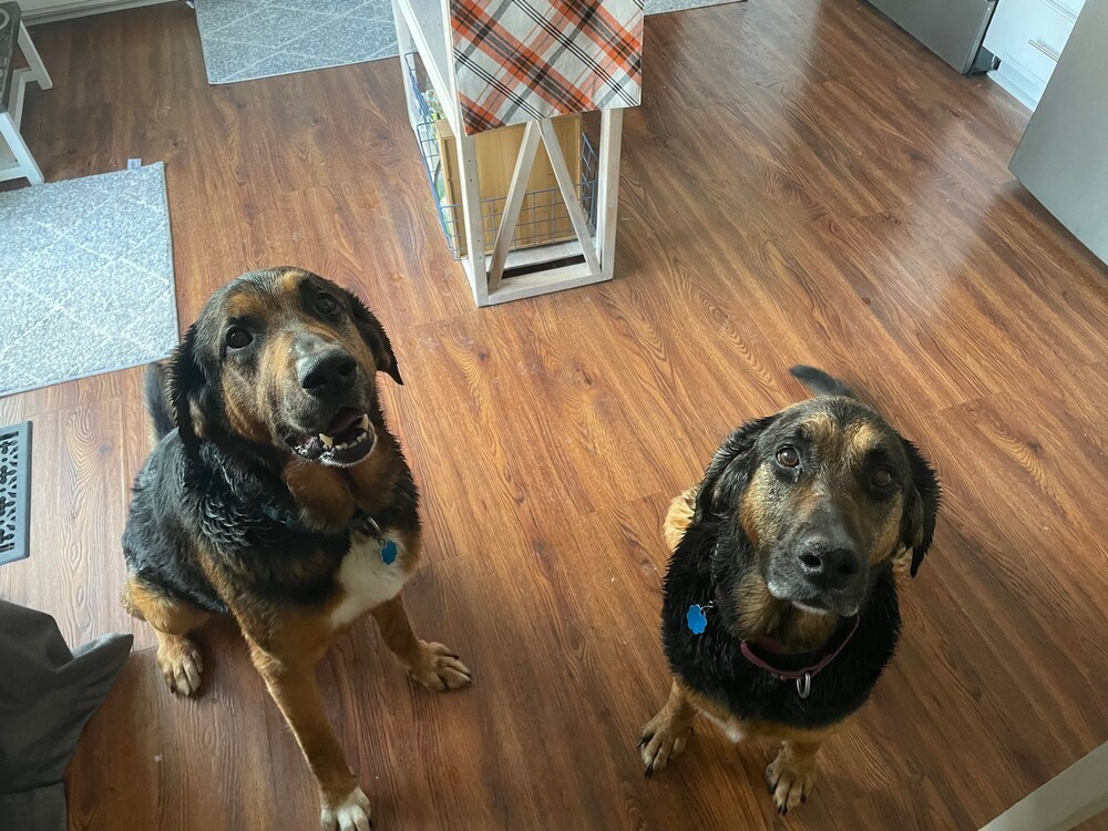 Reece and Willis - Fostered in Omaha