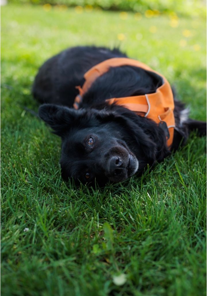 Azzisa, an adoptable Labrador Retriever Mix in Vaudreuil-Dorion, QC_image-1