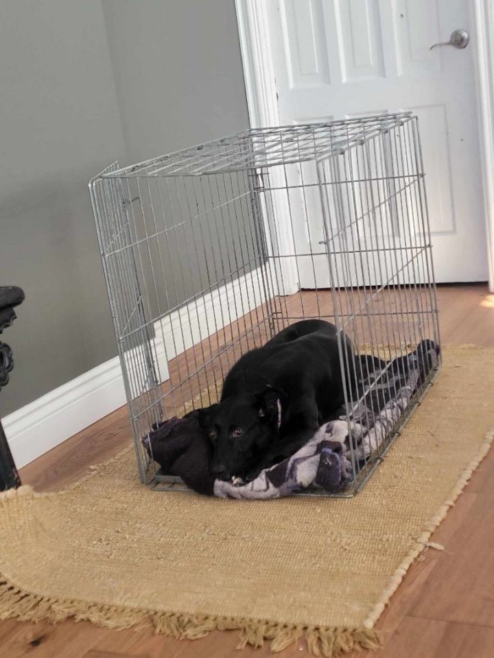 Blackie 3