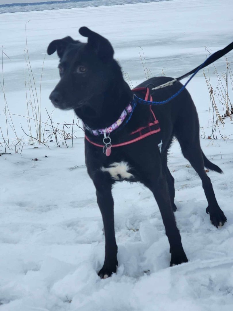 Blackie (in foster/famille acceuil), an adoptable Labrador Retriever, Saluki in Vaudreuil-Dorion, QC, J7V 8P2 | Photo Image 3