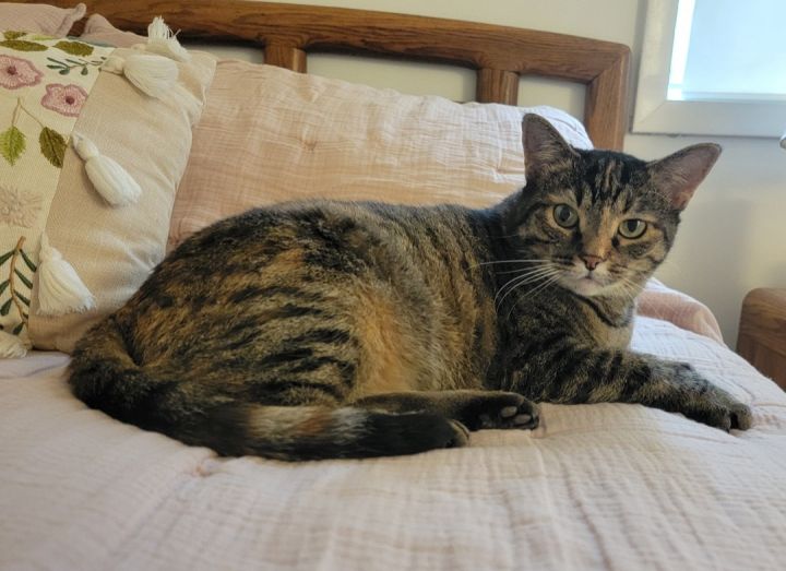DIANA, an adoptable Torbie in Albany, NY_image-2