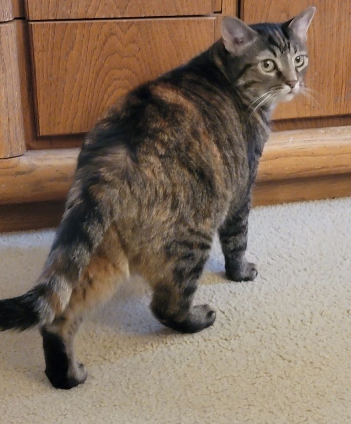 DIANA, an adoptable Torbie in Albany, NY_image-4