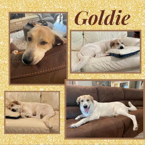 Goldie