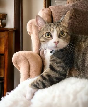 My name is Squash and I am a tabby boy of about 3 years old with over 17 pounds of