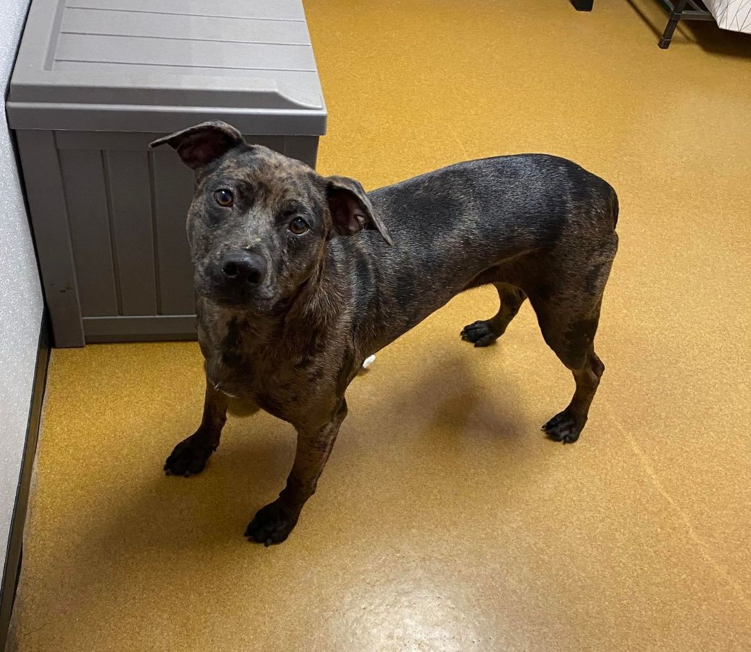 Calley, an adoptable Catahoula Leopard Dog in Maryville, MO, 64468 | Photo Image 6