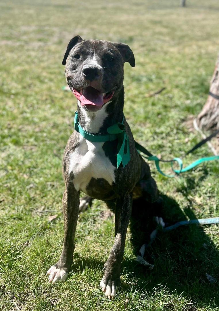 June Potato, an adoptable Great Dane, Pit Bull Terrier in Maryville, MO, 64468 | Photo Image 2