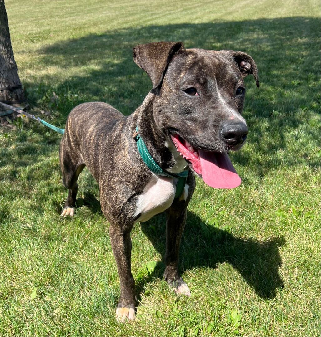 June Potato, an adoptable Great Dane, Pit Bull Terrier in Maryville, MO, 64468 | Photo Image 1