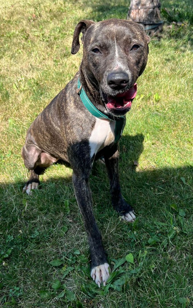 June Potato, an adoptable Great Dane, Pit Bull Terrier in Maryville, MO, 64468 | Photo Image 3