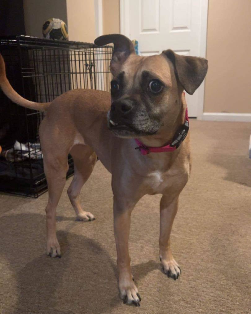 HOLLY, an adoptable Boxer, Hound in Southampton, NY, 11968 | Photo Image 3