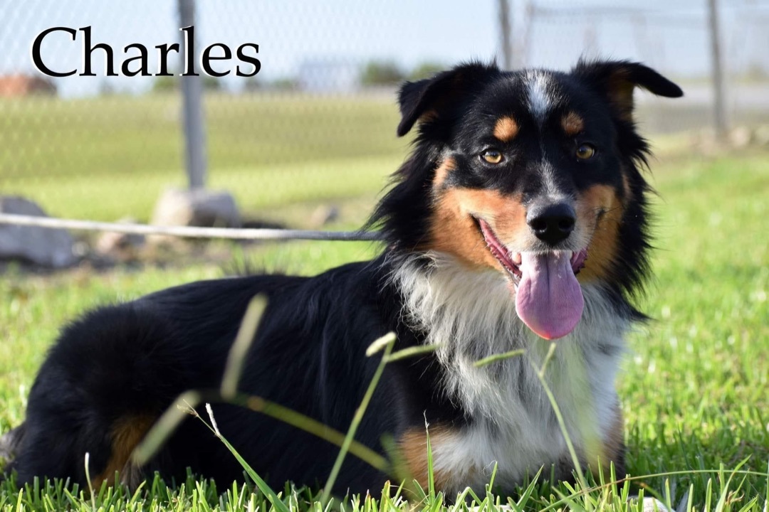 Charles-NEEDS FOSTER