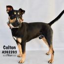 COLTON's profile on Petfinder.com
