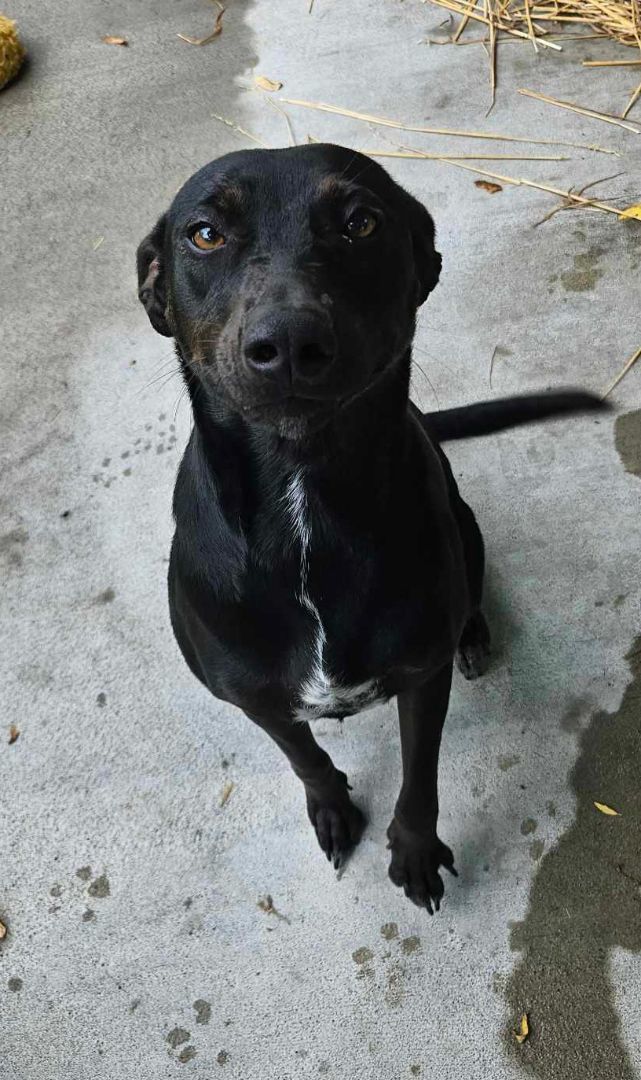 Jyn, an adoptable Feist, Mixed Breed in Ulster, PA, 18850 | Photo Image 1