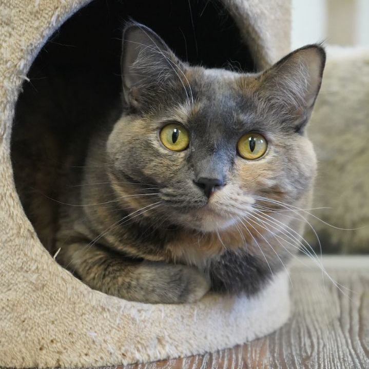 Libby, an adopted Domestic Short Hair in Naperville, IL_image-2