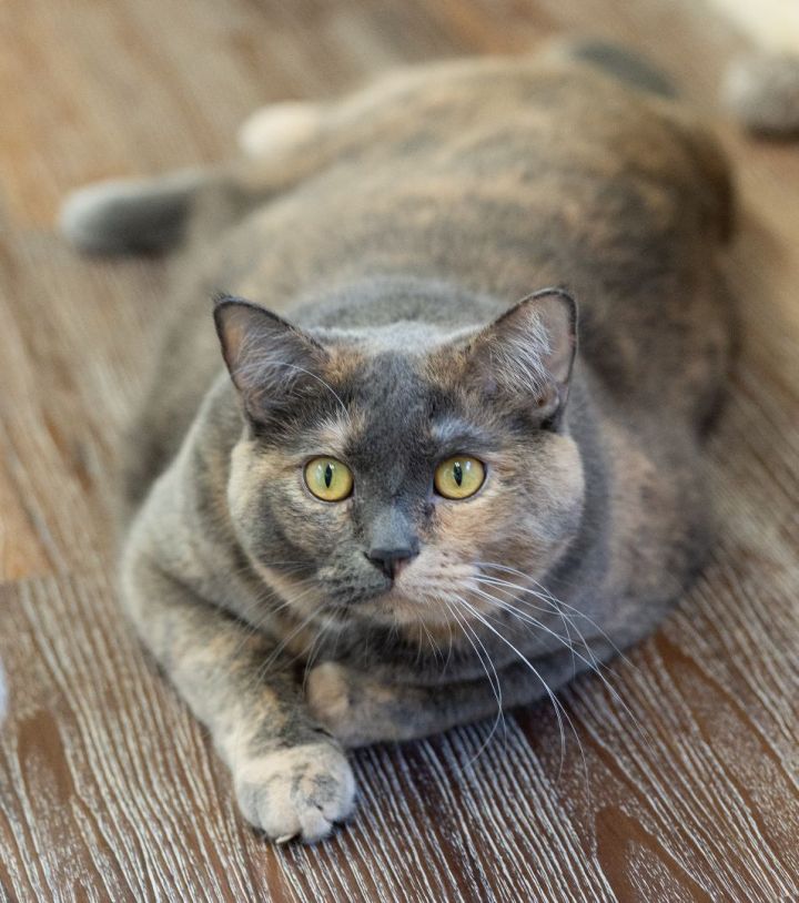 Libby, an adopted Domestic Short Hair in Naperville, IL_image-5