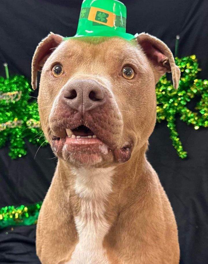 Rhino, an adoptable Pit Bull Terrier in Shelbyville, KY_image-5