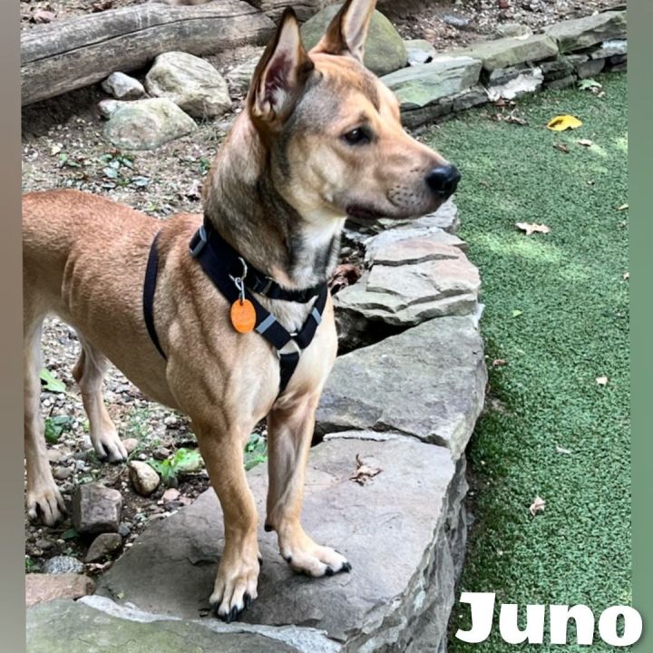 Juno, an adoptable Carolina Dog Mix in Bayside, NY_image-2