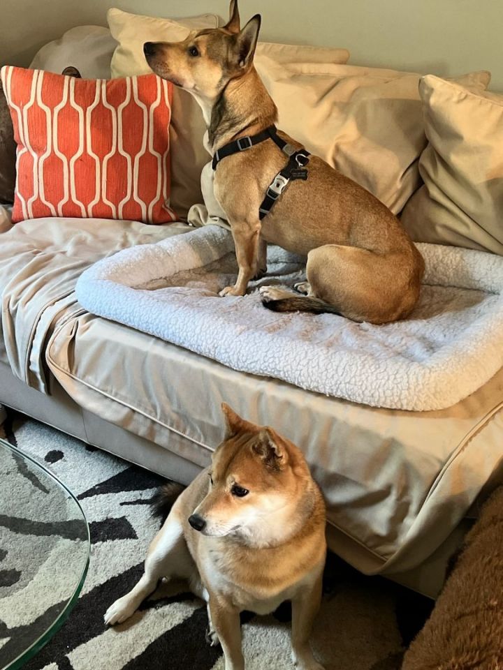 Juno, an adoptable Carolina Dog Mix in Bayside, NY_image-4