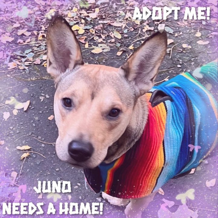 Juno, an adoptable Carolina Dog Mix in Bayside, NY_image-1