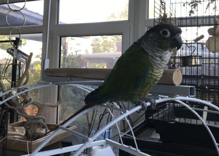 Olive, an adoptable Conure in Salt Lake City, UT_image-2
