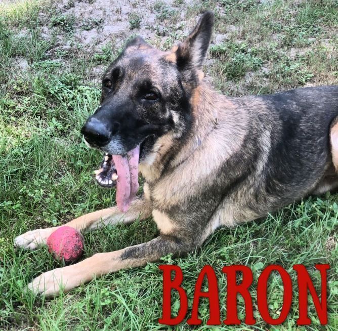 Baron 1