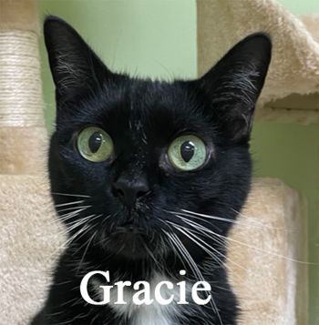 Gracie, an adoptable Domestic Short Hair in Warren, PA_image-1