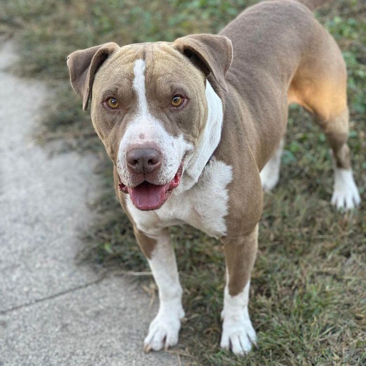 Gringo, an adoptable Pit Bull Terrier, Shar-Pei in Minneapolis, MN, 55430 | Photo Image 1