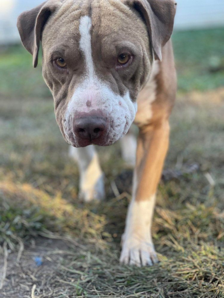 Gringo, an adoptable Pit Bull Terrier, Shar-Pei in Minneapolis, MN, 55430 | Photo Image 3