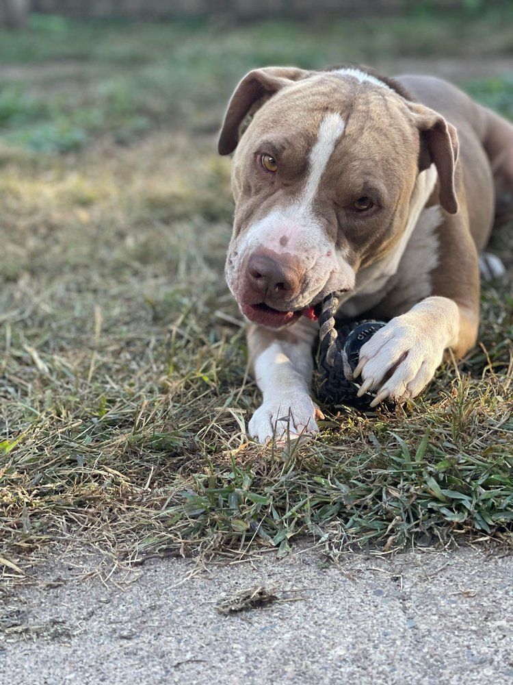 Gringo, an adoptable Pit Bull Terrier, Shar-Pei in Minneapolis, MN, 55430 | Photo Image 5