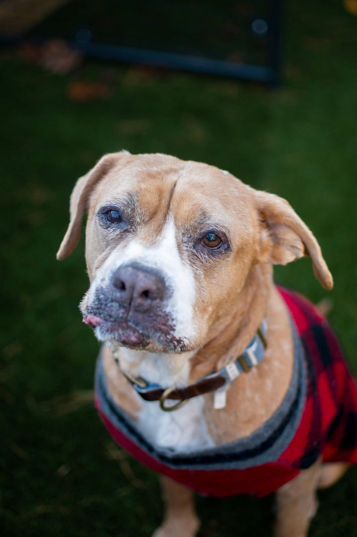 Mia, an adoptable Boxer, Pit Bull Terrier in Groton, CT, 06340 | Photo Image 1