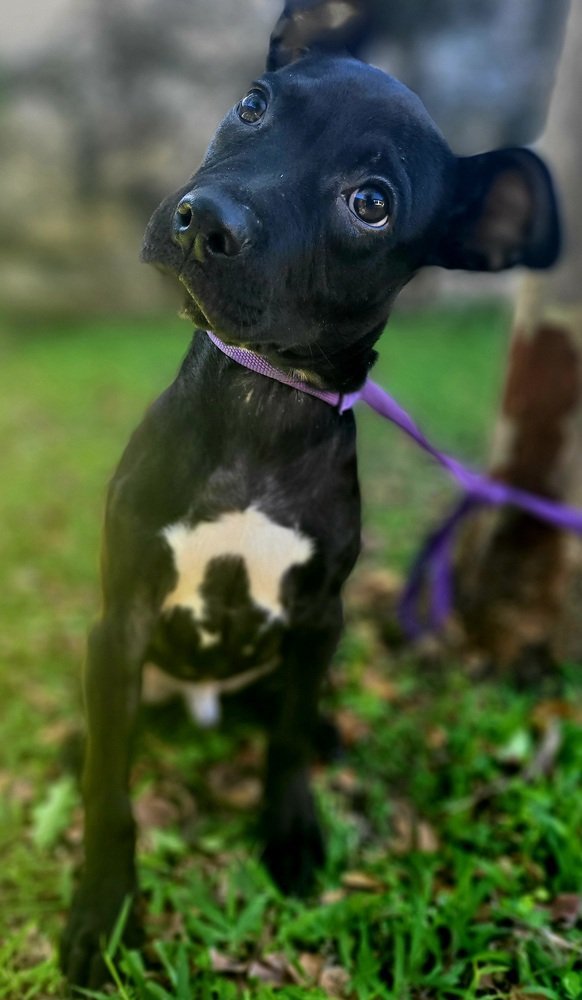 Chance 2, an adoptable Terrier, Pit Bull Terrier in Marrero, LA, 70072 | Photo Image 1