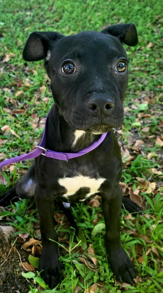 Chance 2, an adoptable Terrier, Pit Bull Terrier in Marrero, LA, 70072 | Photo Image 2