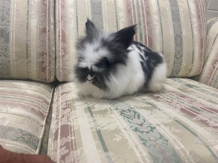 Domino (Bunny), an adoptable Lionhead Mix in Greenfield, IN_image-1