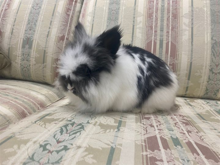 Domino (Bunny), an adopted Lionhead Mix in Greenfield, IN_image-2