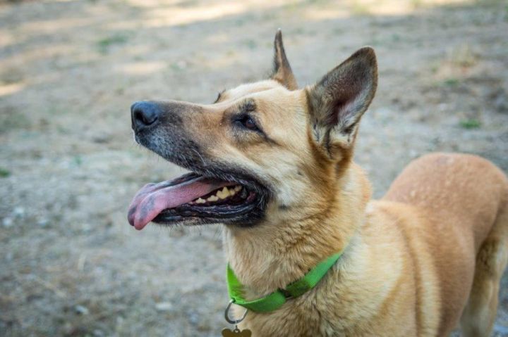 Breelee, an adopted German Shepherd Dog in Jacksonville, OR_image-3