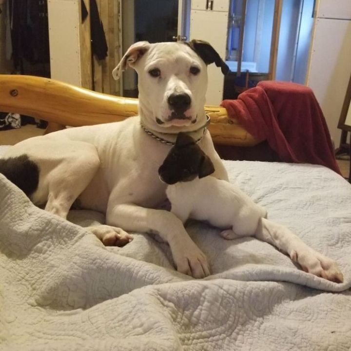 Asher, an adoptable Dalmatian & Pit Bull Terrier Mix in Lexington, KY_image-3