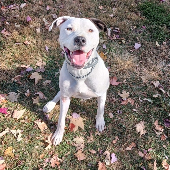 Asher, an adoptable Dalmatian & Pit Bull Terrier Mix in Lexington, KY_image-1