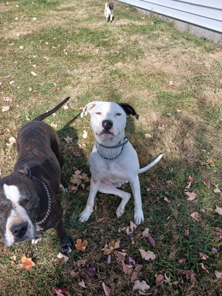 Asher, an adoptable Dalmatian & Pit Bull Terrier Mix in Lexington, KY_image-5