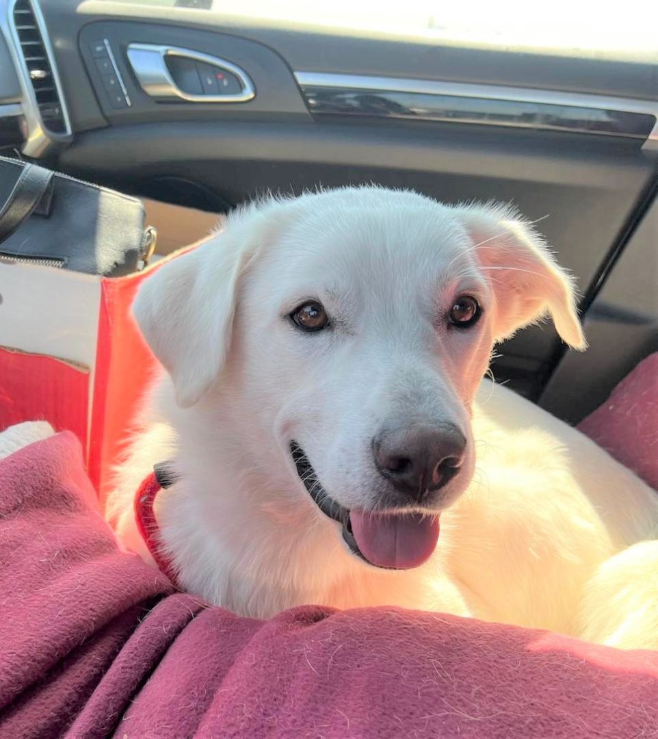 Sargent, an adoptable Great Pyrenees, Labrador Retriever in Seattle, WA, 98103 | Photo Image 2