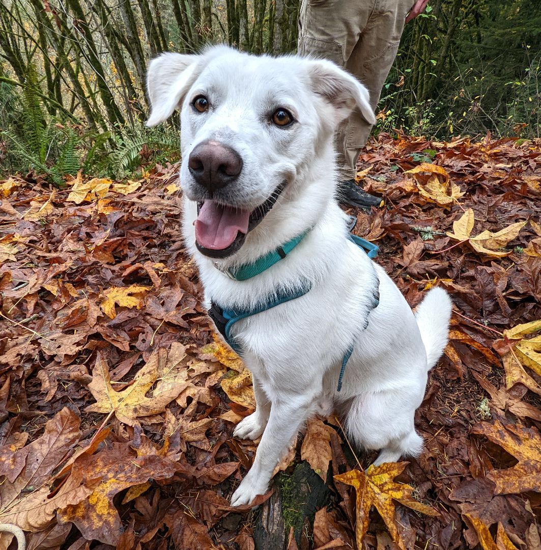 Pyrenees and labrador store mix