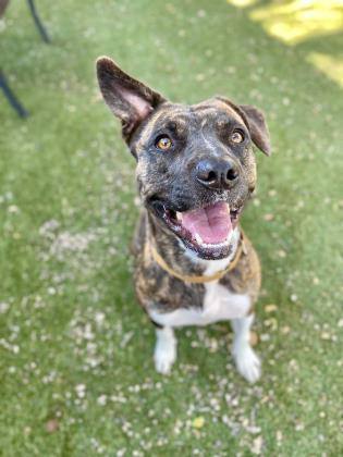 Gabby, an adoptable Mountain Cur, Catahoula Leopard Dog in Buellton, CA, 93427 | Photo Image 1