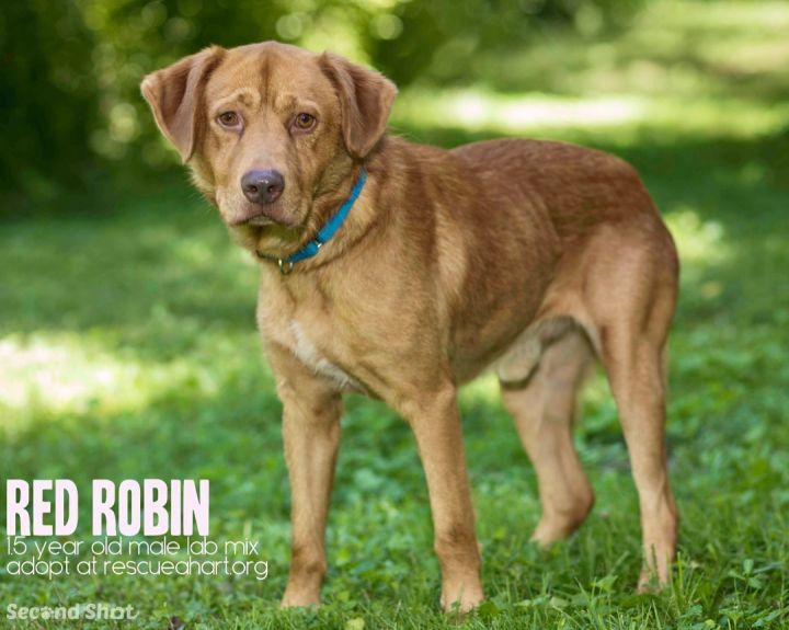 Red Robin, an adopted Labrador Retriever & Vizsla Mix in Cincinnati, OH_image-2