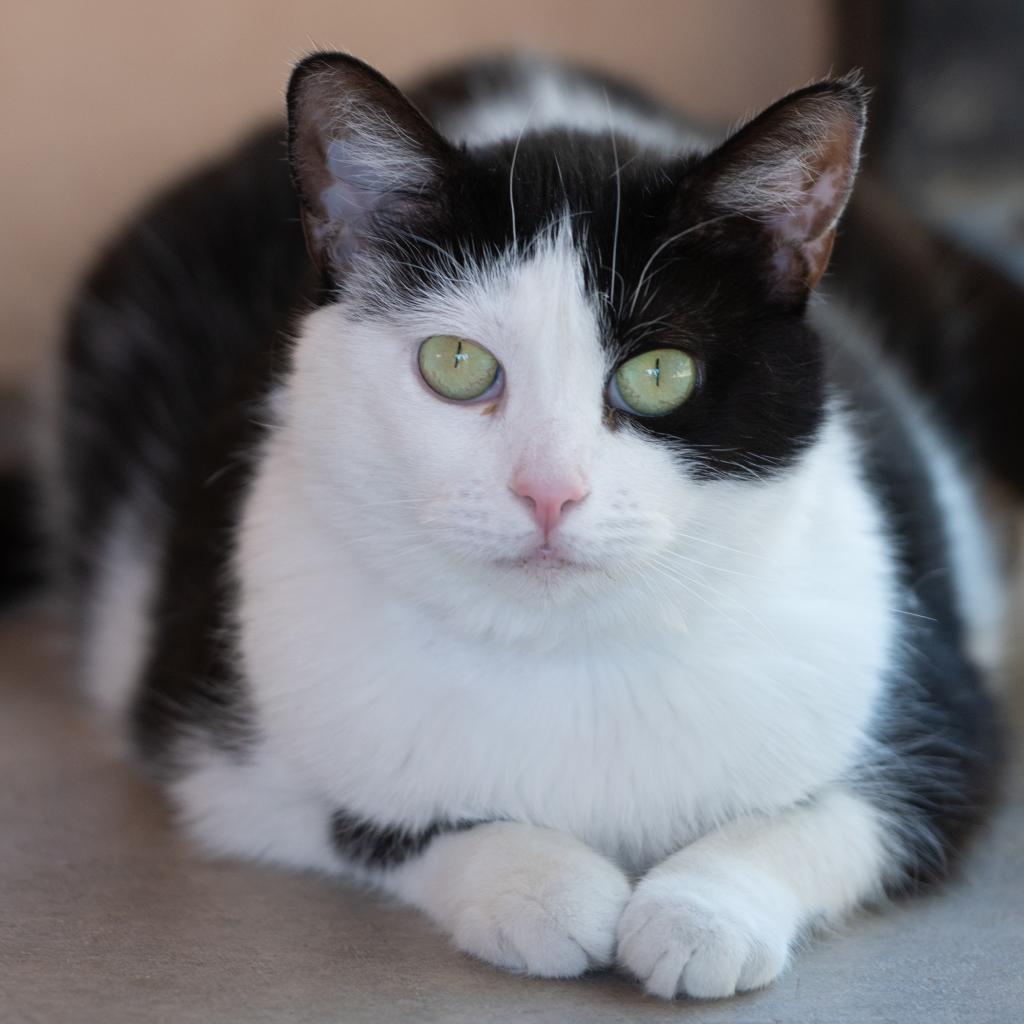 Avalynn, an adoptable Domestic Short Hair in Kanab, UT, 84741 | Photo Image 1