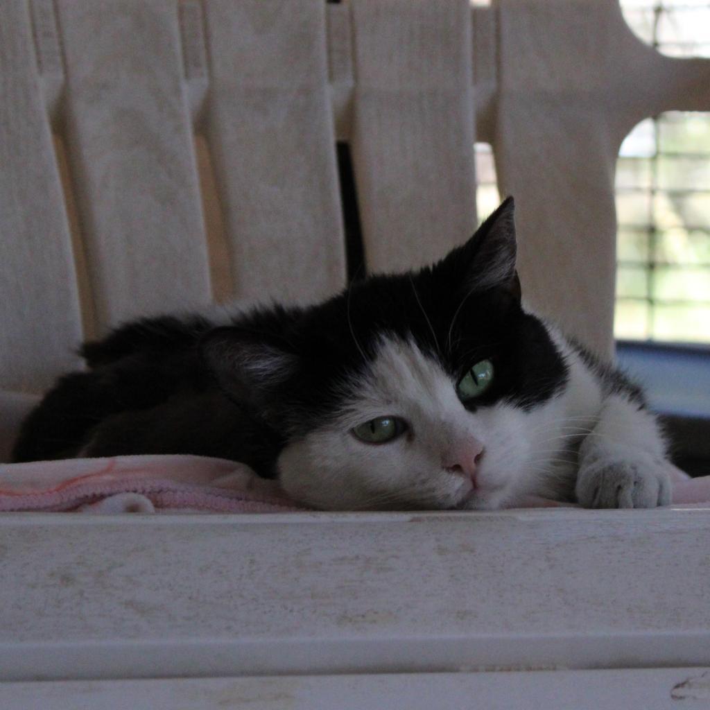 Avalynn, an adoptable Domestic Short Hair in Kanab, UT, 84741 | Photo Image 2