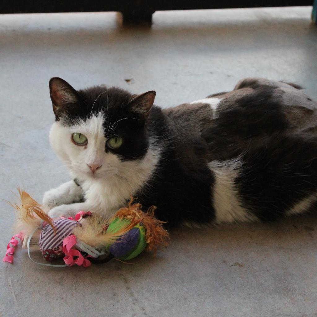 Avalynn, an adoptable Domestic Short Hair in Kanab, UT, 84741 | Photo Image 3