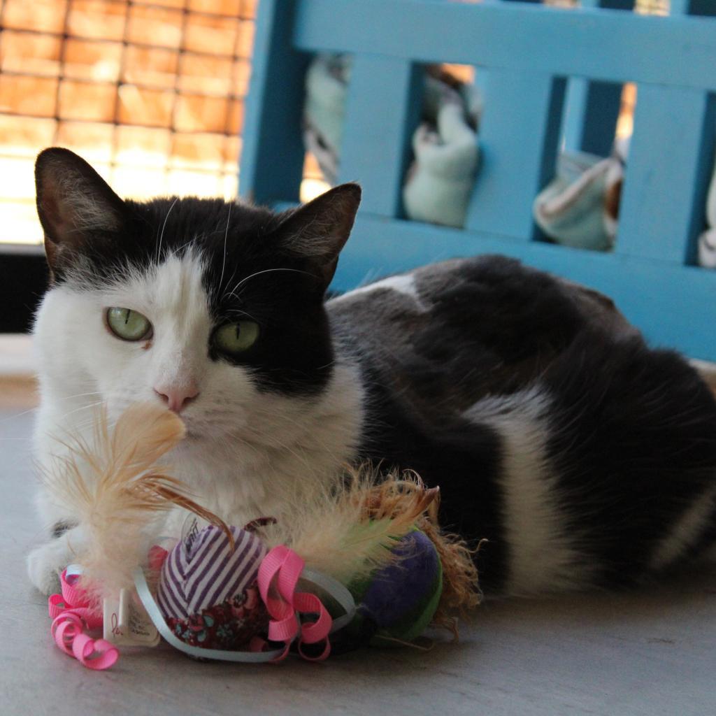 Avalynn, an adoptable Domestic Short Hair in Kanab, UT, 84741 | Photo Image 4